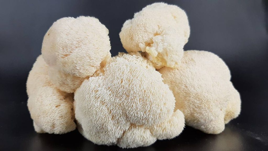 Lion's Mane Mushroom